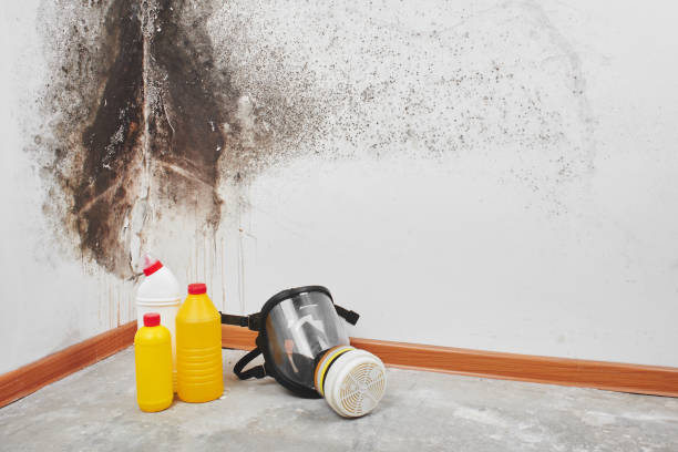 Best Black Mold Removal  in Wellman, IA